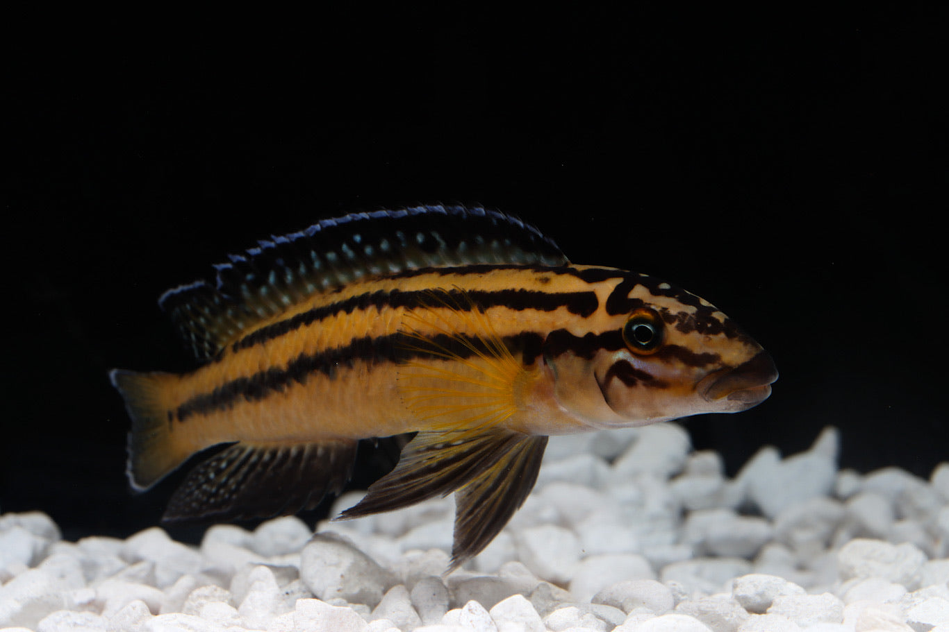 Julidochromis Regani Cichlid