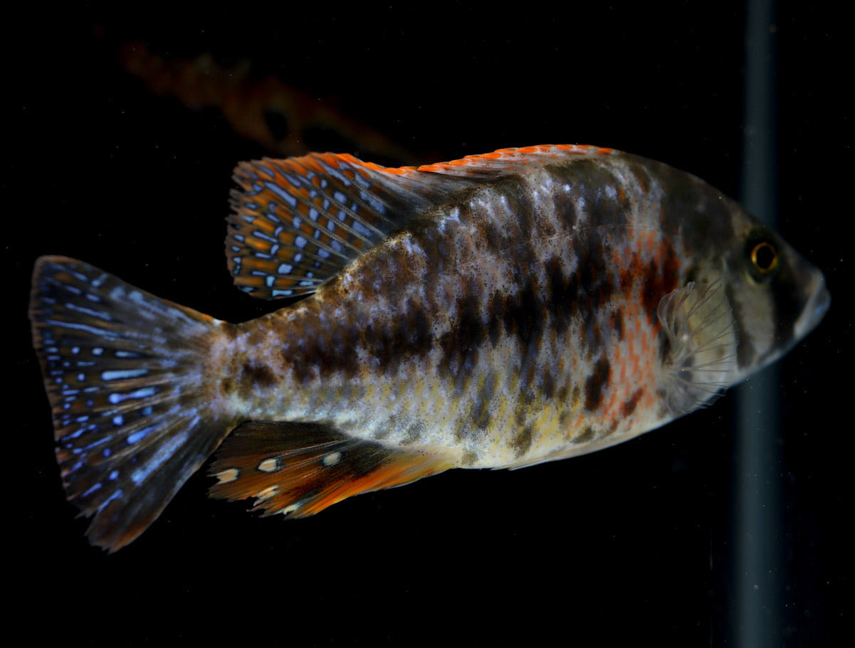 african cichlid