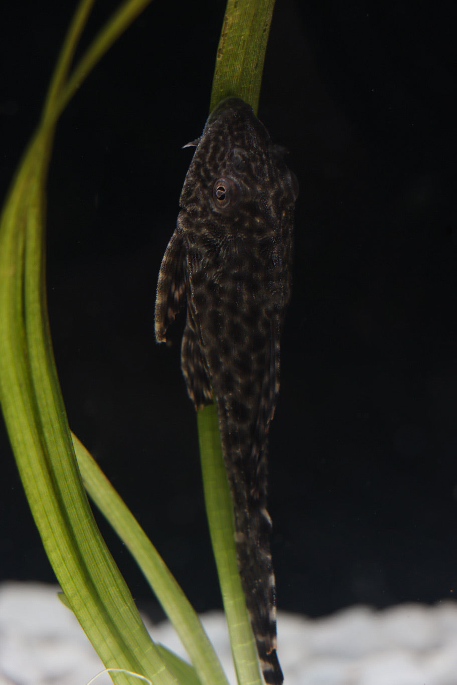 Common Plecostomus