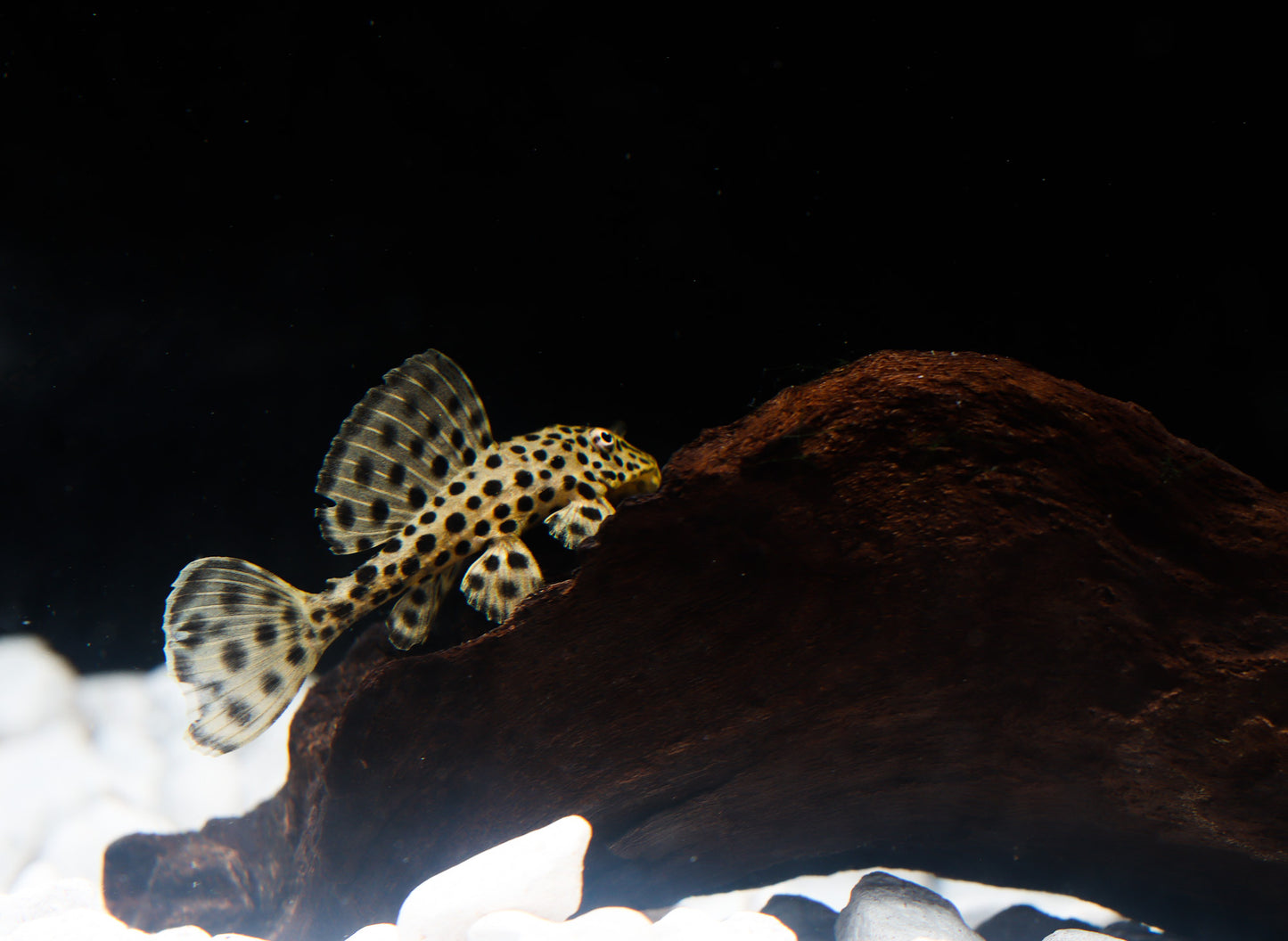 Imperial Ranger Plecostomus