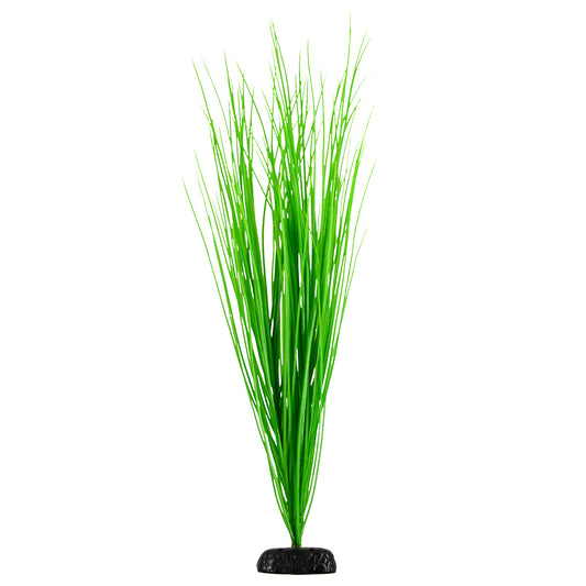 Green Hairgrass - 24" Aquarium Plant