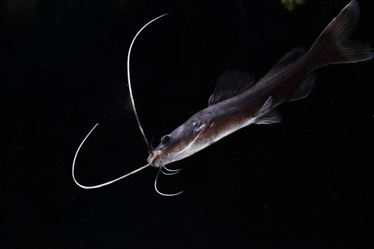 Asian Redtail Catfish