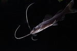 Load image into Gallery viewer, Asian Redtail Catfish

