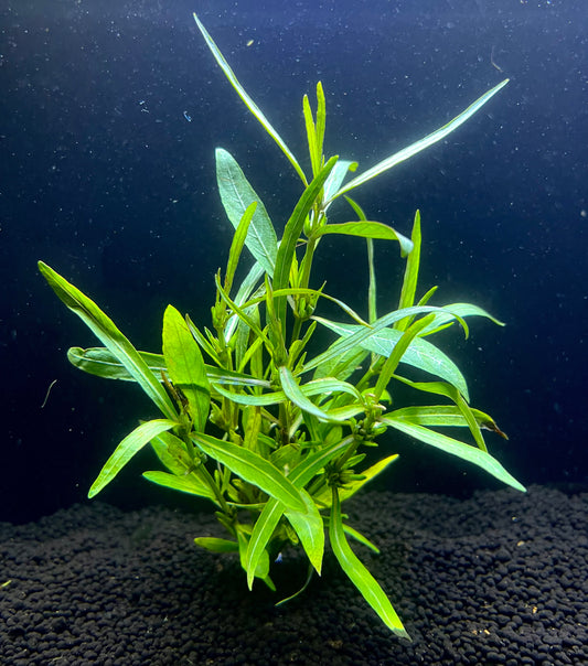 Hygrophila Araguaia