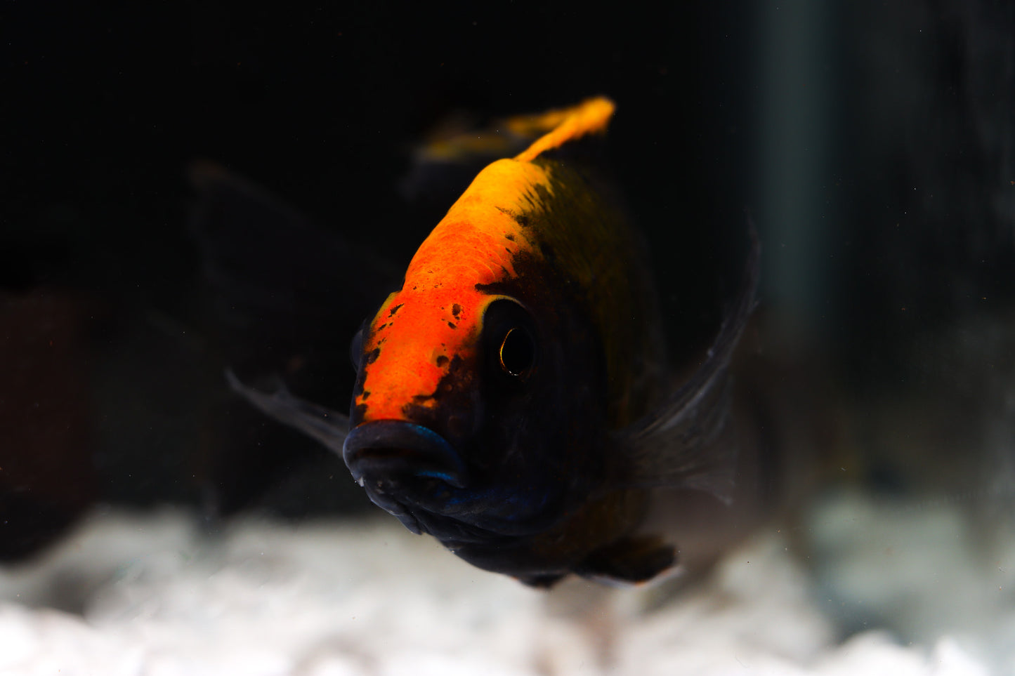 Sulfurhead Peacock Male Large Cichlid