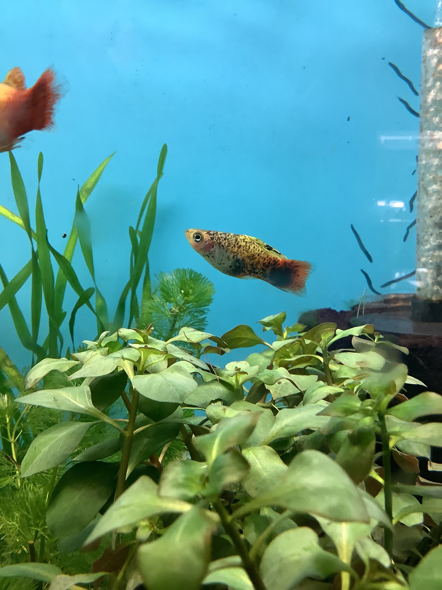 High Fin Platy