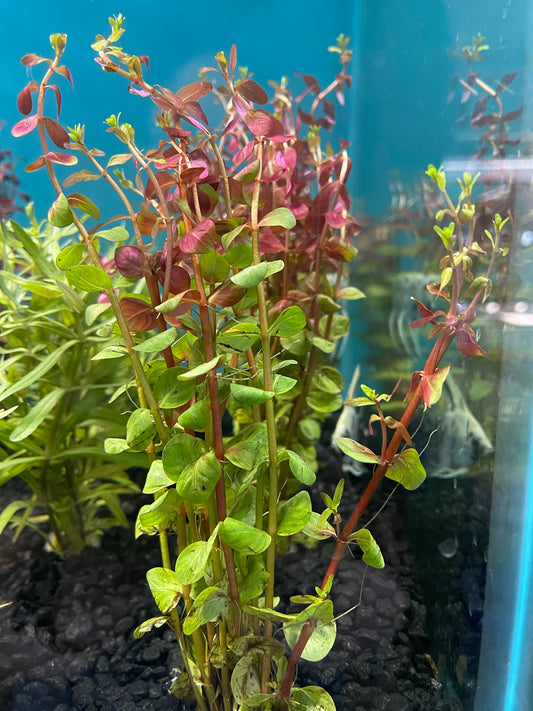 Rotala Rotundifolia 'Red'