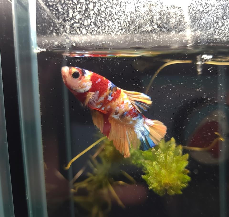 Plakat Galaxy Candy Male Betta Fish