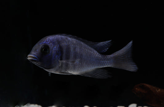 african cichlid