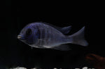 Load image into Gallery viewer, african cichlid
