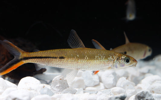 Redtail Hemiodus