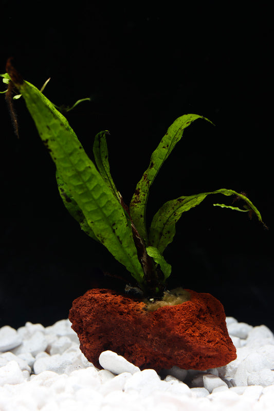 Java Fern On Lava Rock