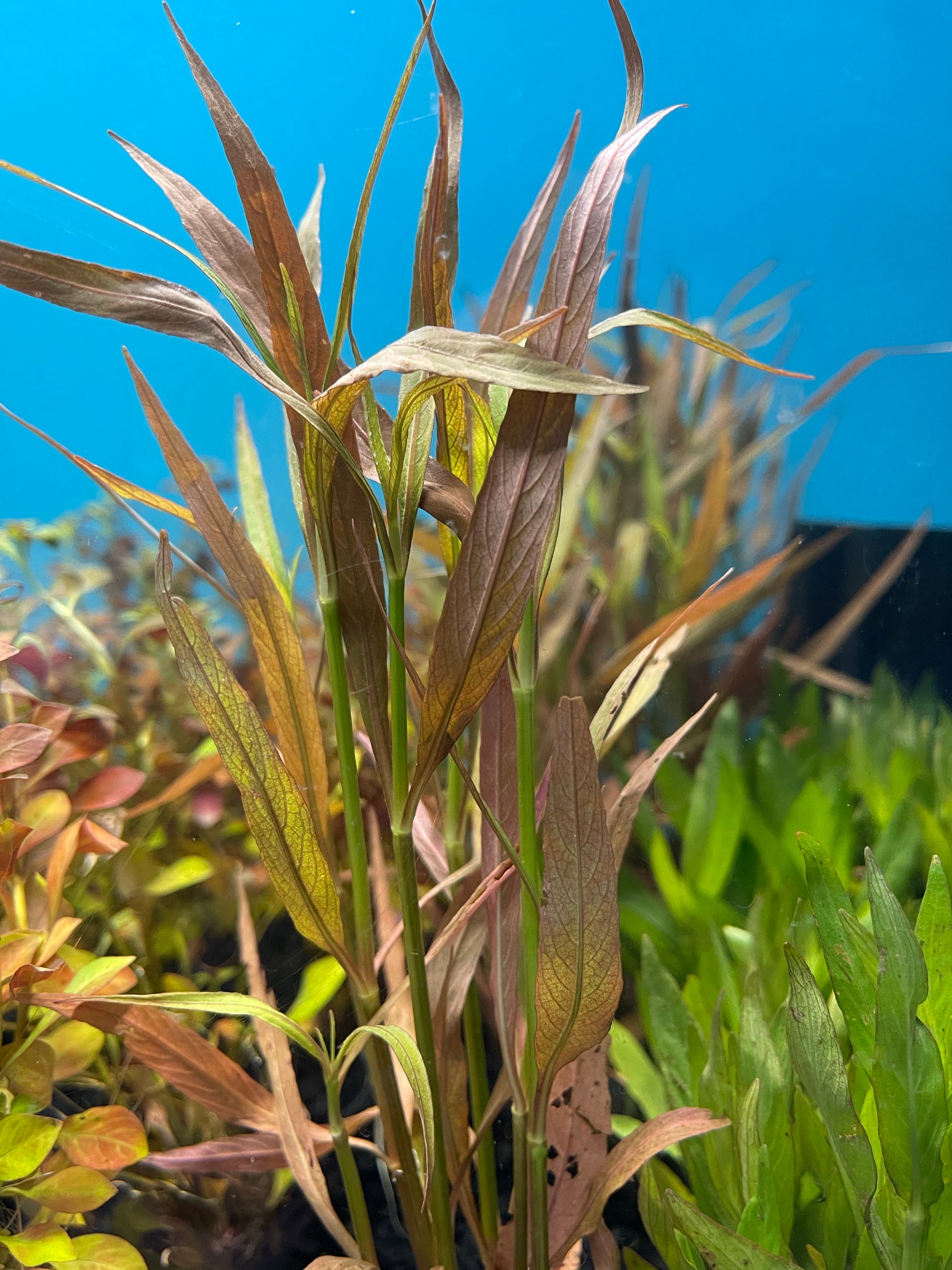 Hygrophila Cordata Red  Natural Environment Aquatix