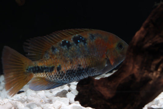 Vieja Melanura Cichlid