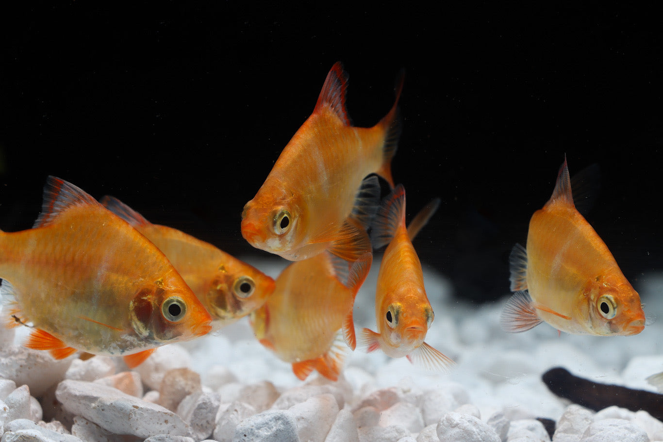 Albino Tiger Barb