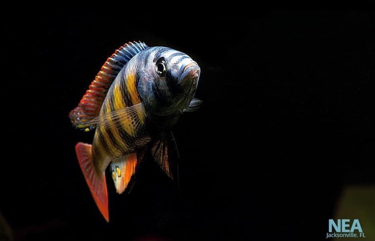 african cichlid