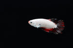 Load image into Gallery viewer, Betta fish
