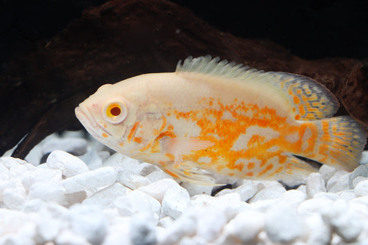 Albino Tiger Oscar Cichlid