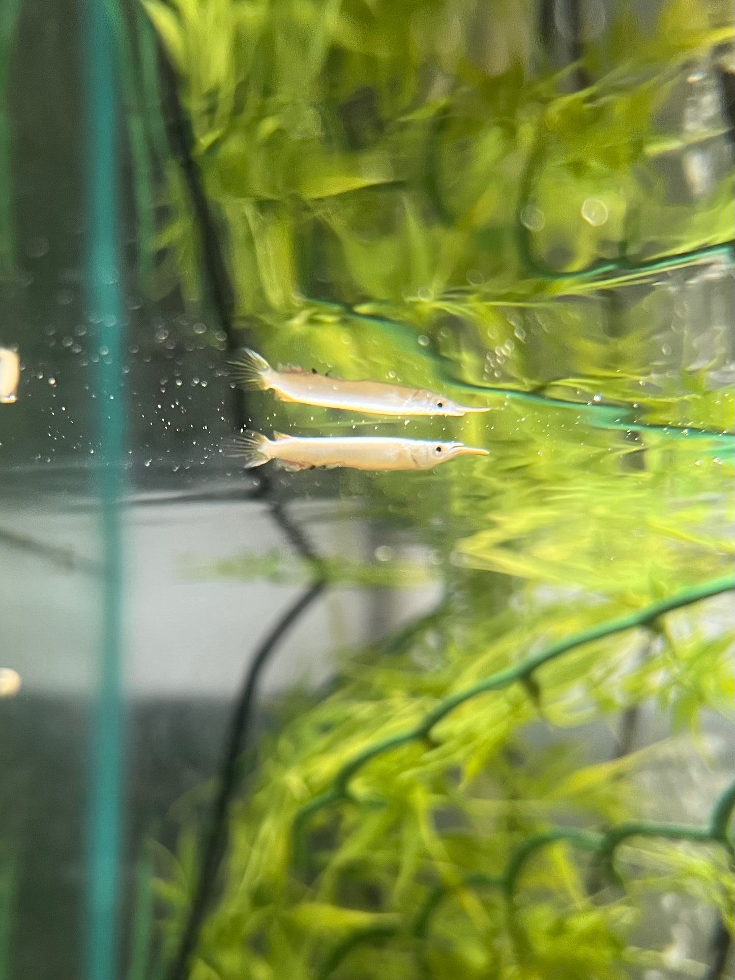 Wrestling Halfbeak