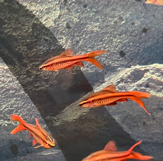 Long Fin Cherry Barb