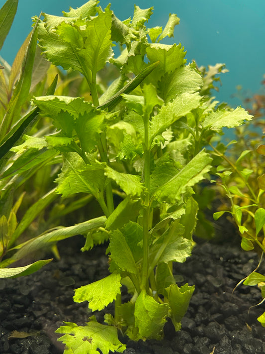 Hygrophila Difformis