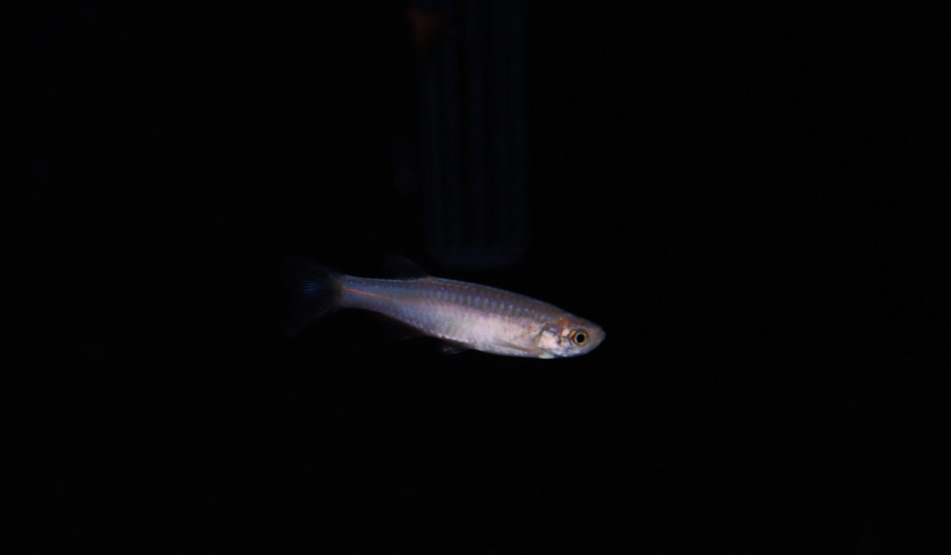 Pearl Danio