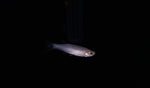 Load image into Gallery viewer, Pearl Danio
