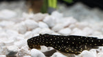 Load image into Gallery viewer, Flat Flyer Pleco L 235
