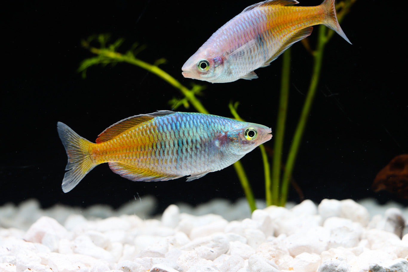 Boesemani Rainbow Fish boesemani-rainbow-fish