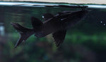 Load image into Gallery viewer, Burmese Upside Down Catfish
