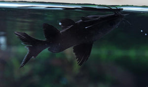Burmese Upside Down Catfish