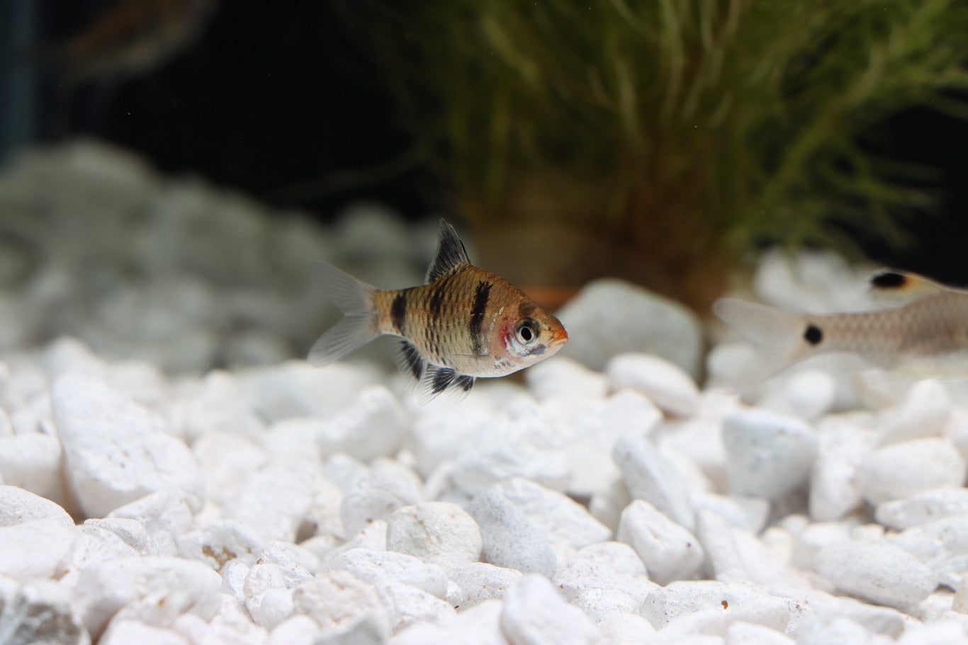 Black Ruby Barb