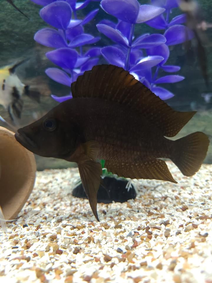 Wild Red Calvus Cichlid