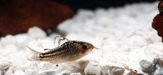 Elegant Corydoras Catfish