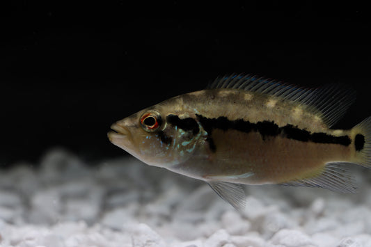 Wolf Cichlid (Parachromis dovii)