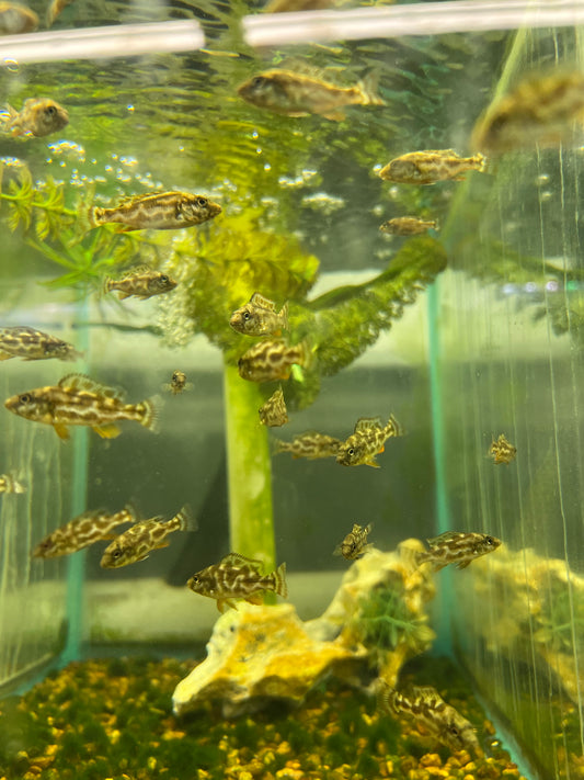 Assorted Baby African cichlids