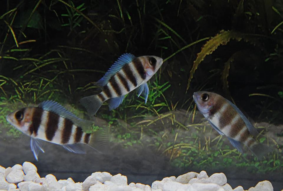 7 Stripe Frontosa Cichlid