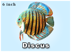 Discus Plushie