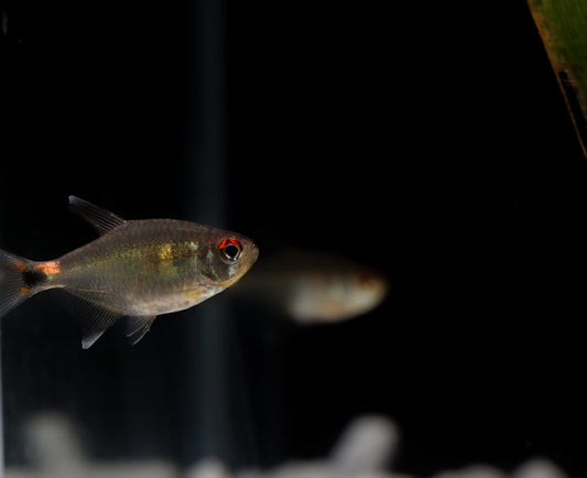 Head and Tail Light Tetra