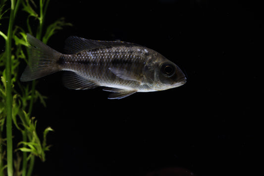 african cichlid