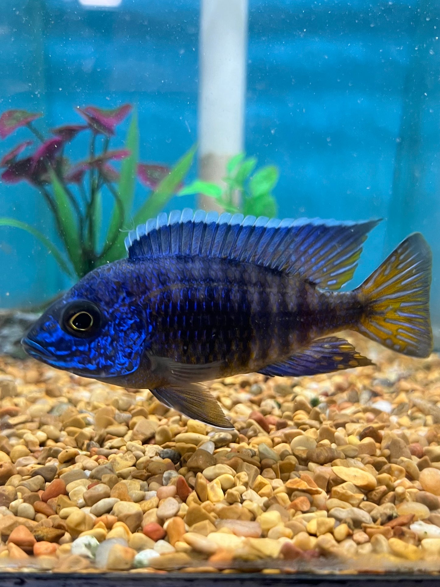 Chilumba Cichlid