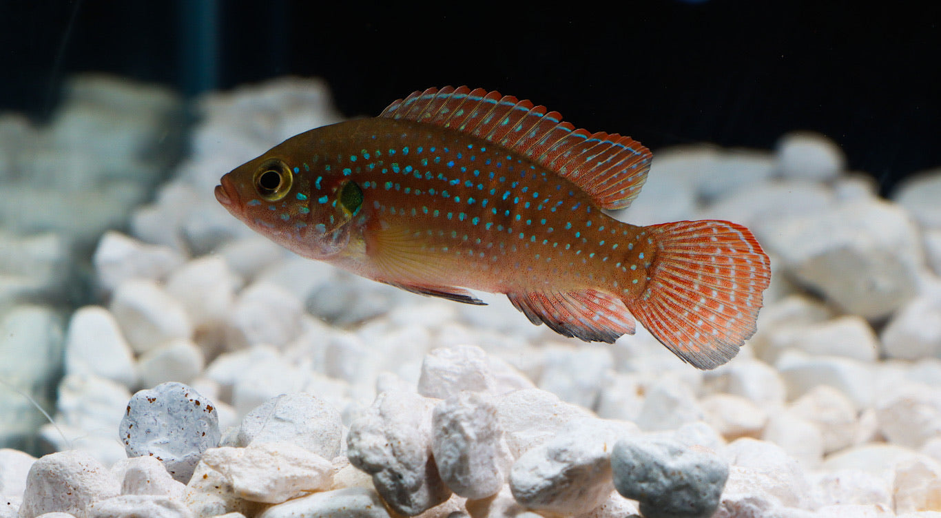 Turquoise Jewel Cichlid