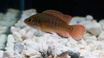 Load image into Gallery viewer, Turquoise Jewel Cichlid
