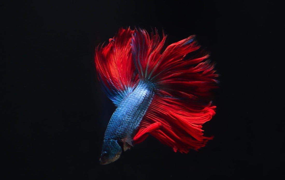 Standard Male Betta Fish – Natural Environment Aquatix
