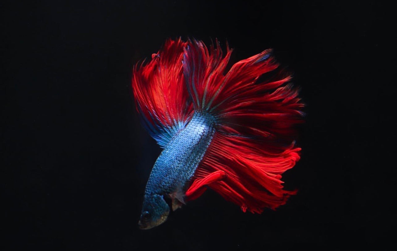 Betta fish