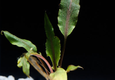 Assorted Cryptocoryne