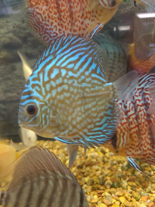 Tiger Turquoise Discus