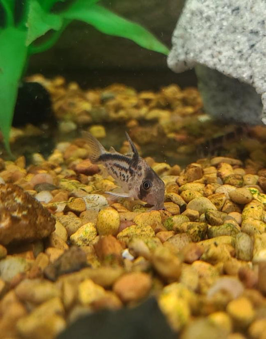 loxozonus Corydoras Catfish