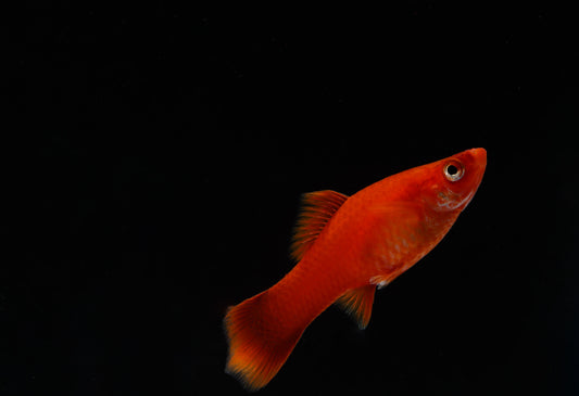 Red Vampire Swordtail