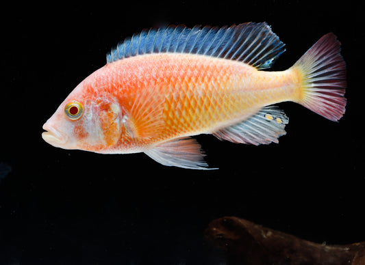 african cichlid